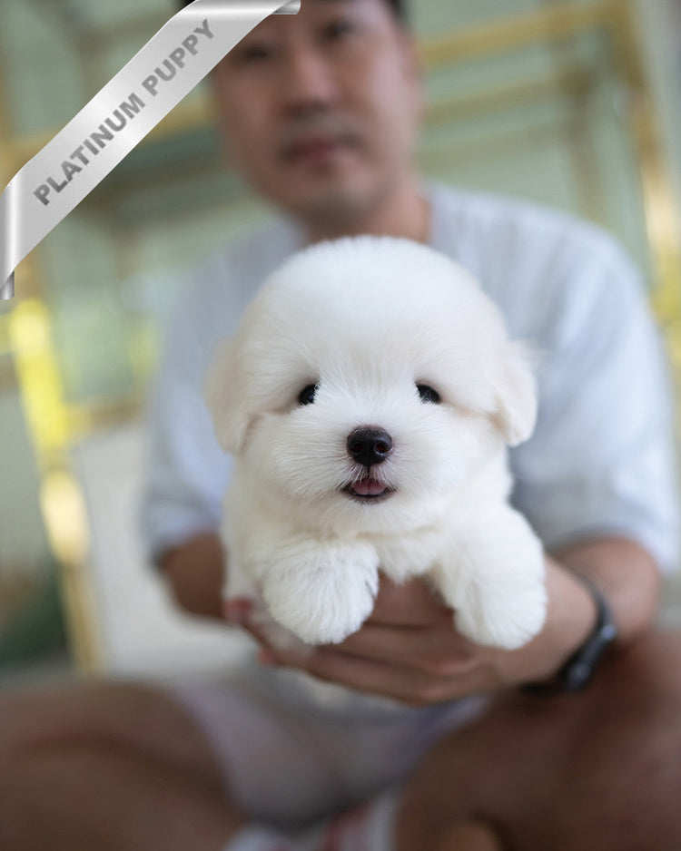 BIANCA- FEMALE - ROLLY TEACUP PUPPIES - TEACUP PUPPY FOR SALE