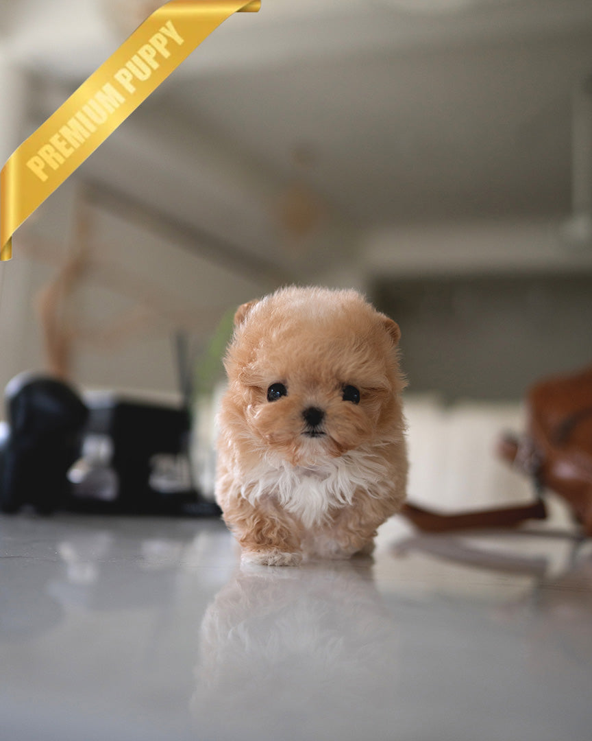 GIGI - FEMALE (PURCHASED by HANAN) - ROLLY TEACUP PUPPIES - TEACUP PUPPY FOR SALE