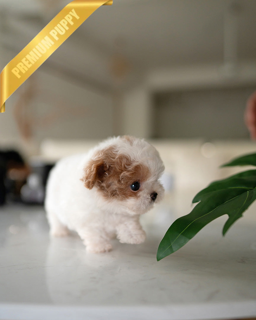 BAMBI - FEMALE (RESERVED by RT) - ROLLY TEACUP PUPPIES - TEACUP PUPPY FOR SALE