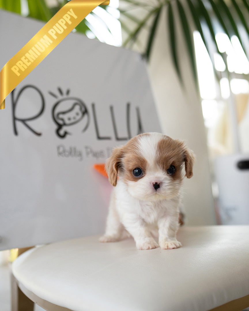 ARTHUR - MALE (PURCHASED by JULIE) - ROLLY TEACUP PUPPIES - TEACUP PUPPY FOR SALE