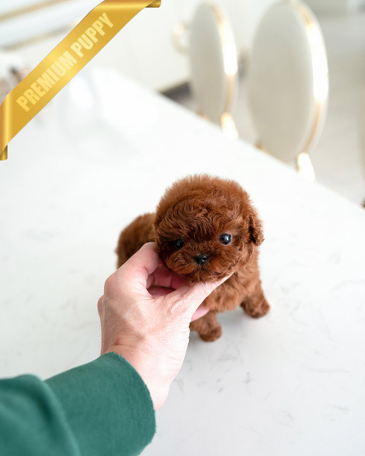 VELVET - FEMALE (PURCHASED by KALEY) - ROLLY TEACUP PUPPIES -