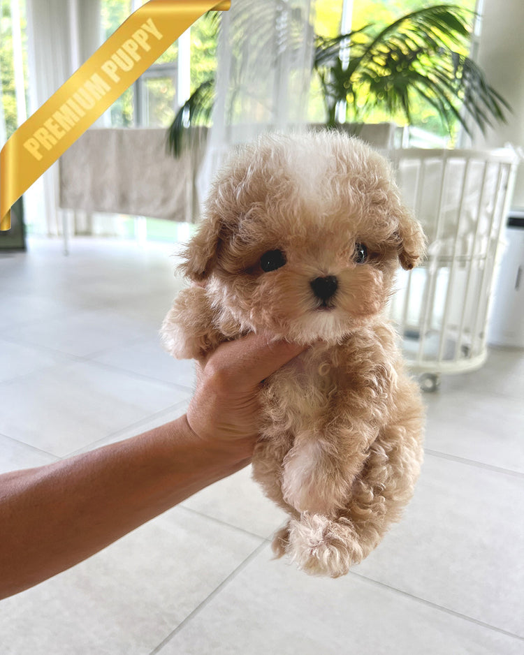 LYRA - FEMALE (PURCHASED by HANA) - ROLLYPUPS OFFICIAL