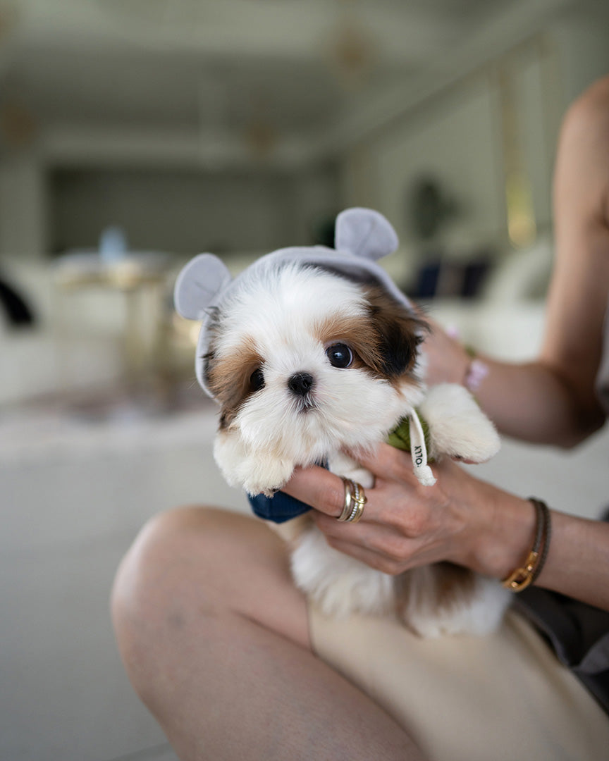 TOBY - MALE (PURCHASED by SWAN) - ROLLY TEACUP PUPPIES - TEACUP PUPPY FOR SALE