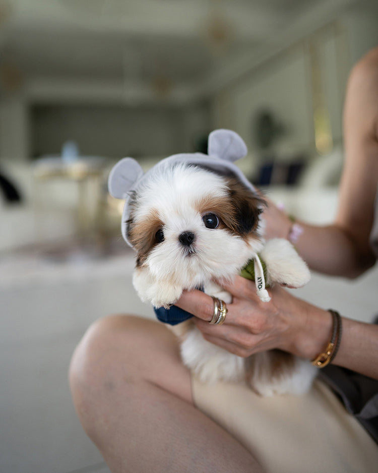 TOBY - MALE (PURCHASED by SWAN) - ROLLY TEACUP PUPPIES - TEACUP PUPPY FOR SALE