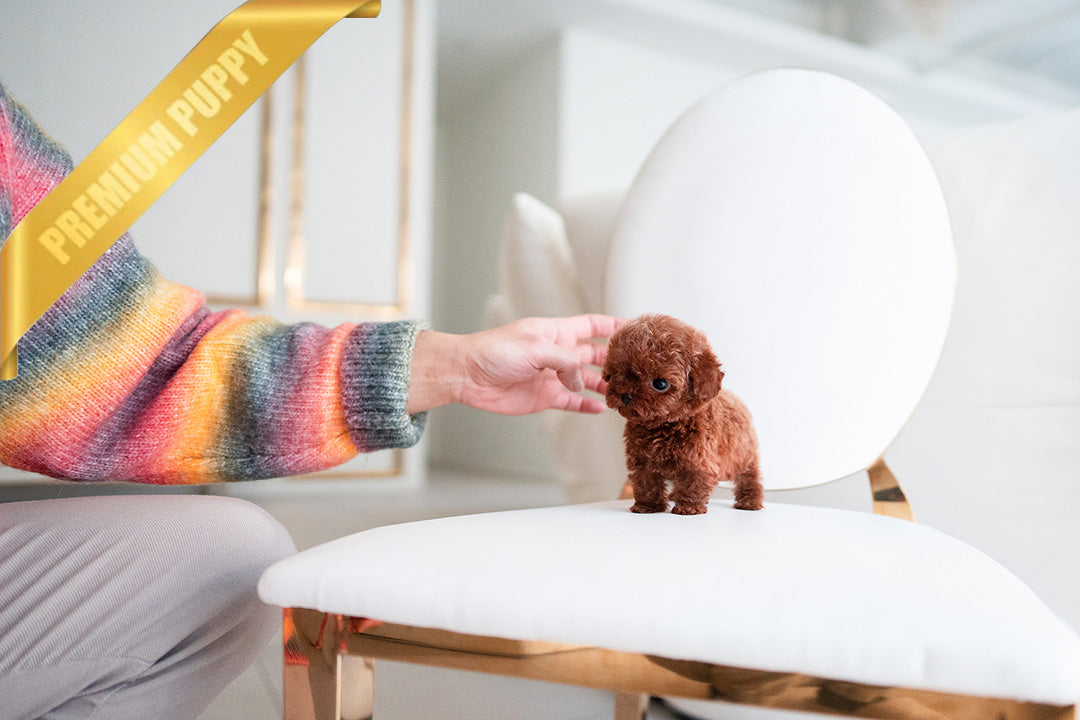 VICTORIA - FEMALE (PURCHASED by RAMIRO) - ROLLYPUPS OFFICIAL