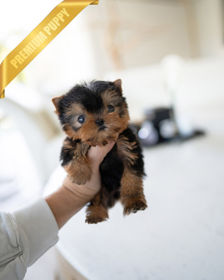 LILY - FEMALE (PURCHASED by ALEJANDRO) - ROLLYPUPS OFFICIAL