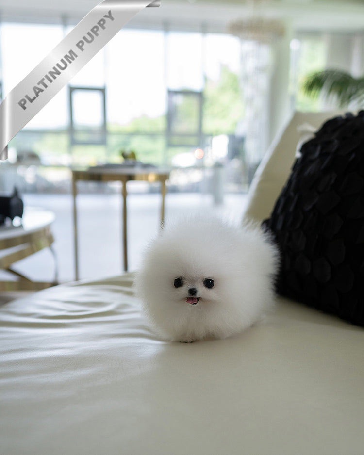 MOCHI - FEMALE (PURCHASED by LILLIANE) - ROLLY TEACUP PUPPIES - TEACUP PUPPY FOR SALE
