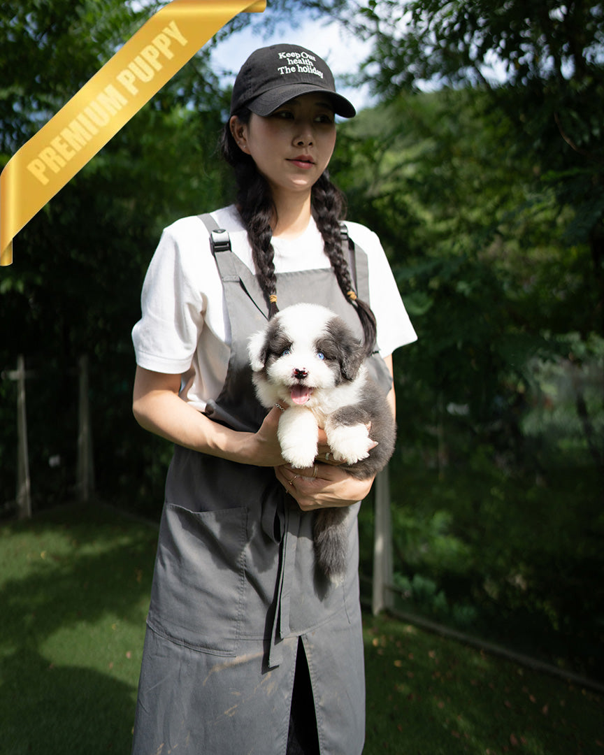 NOVA - FEMALE (PURCHASED by LIA) - ROLLY TEACUP PUPPIES - TEACUP PUPPY FOR SALE