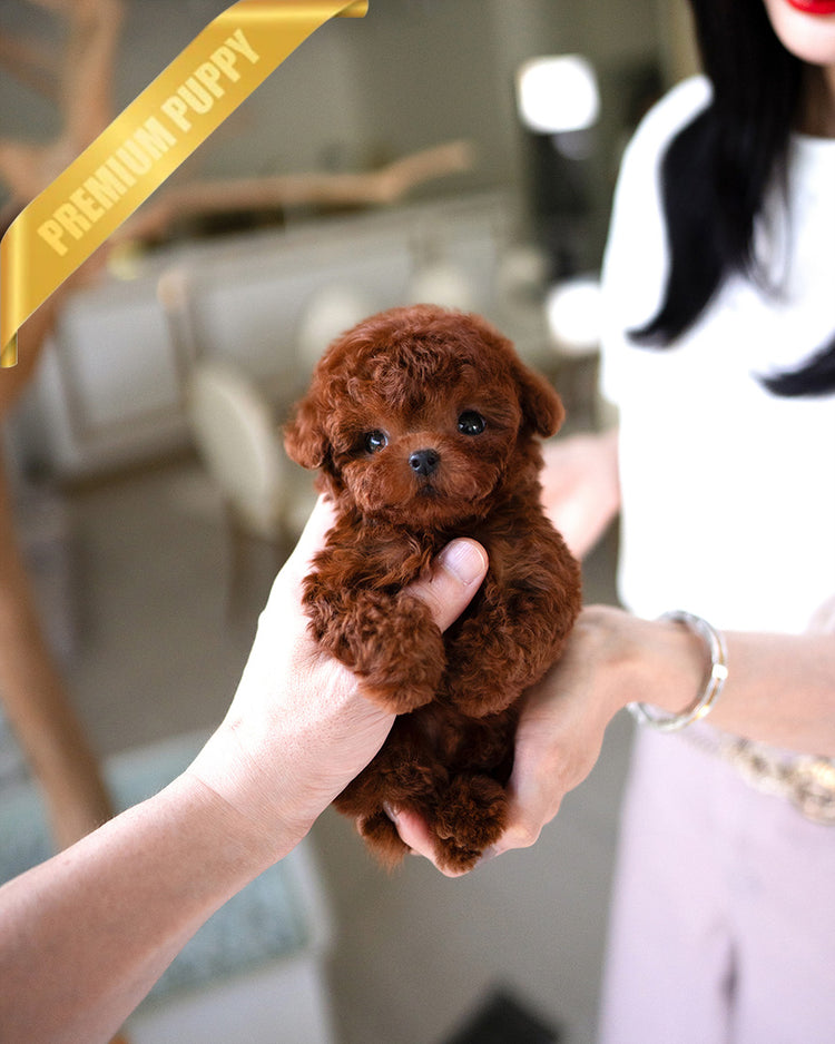 MITCH - MALE (PURCHASED by NOA) - ROLLY TEACUP PUPPIES - TEACUP PUPPY FOR SALE