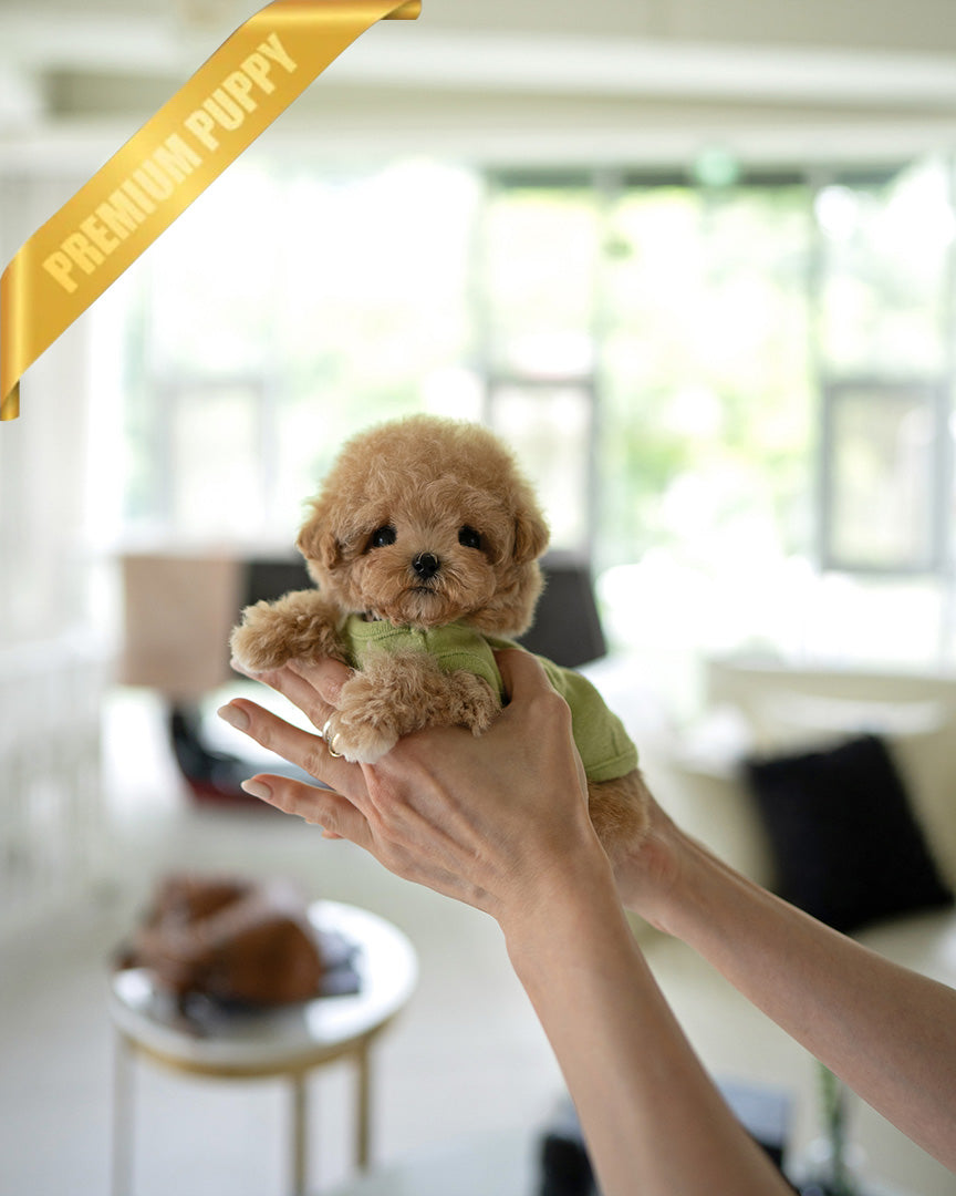 MONTY - MALE (PURCHASED by RT) - ROLLY TEACUP PUPPIES - TEACUP PUPPY FOR SALE