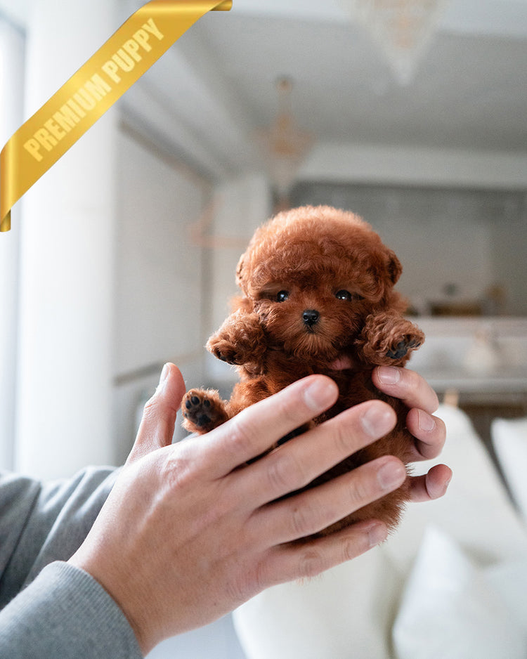 CINNAMON - FEMALE (PURCHASED by KENRIC) - ROLLY TEACUP PUPPIES -