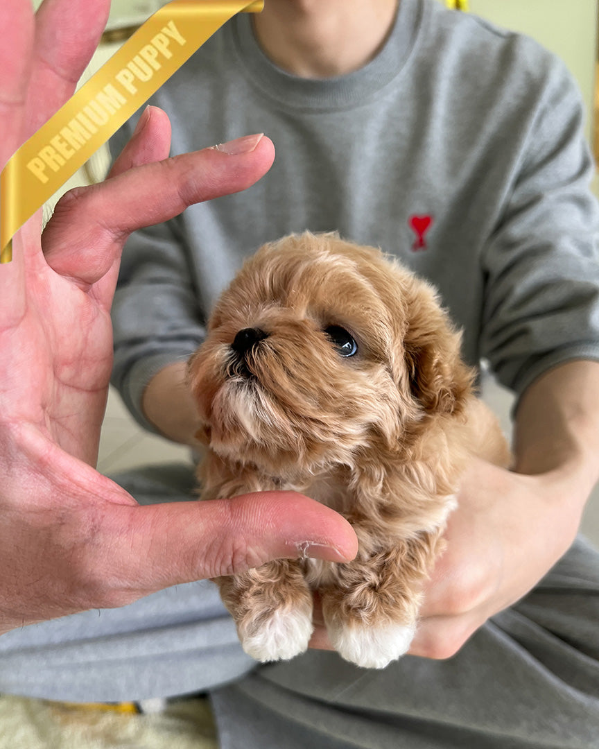 BISCUIT - MALE (PURCHASED by WILLIAM) - ROLLY TEACUP PUPPIES - TEACUP PUPPY FOR SALE