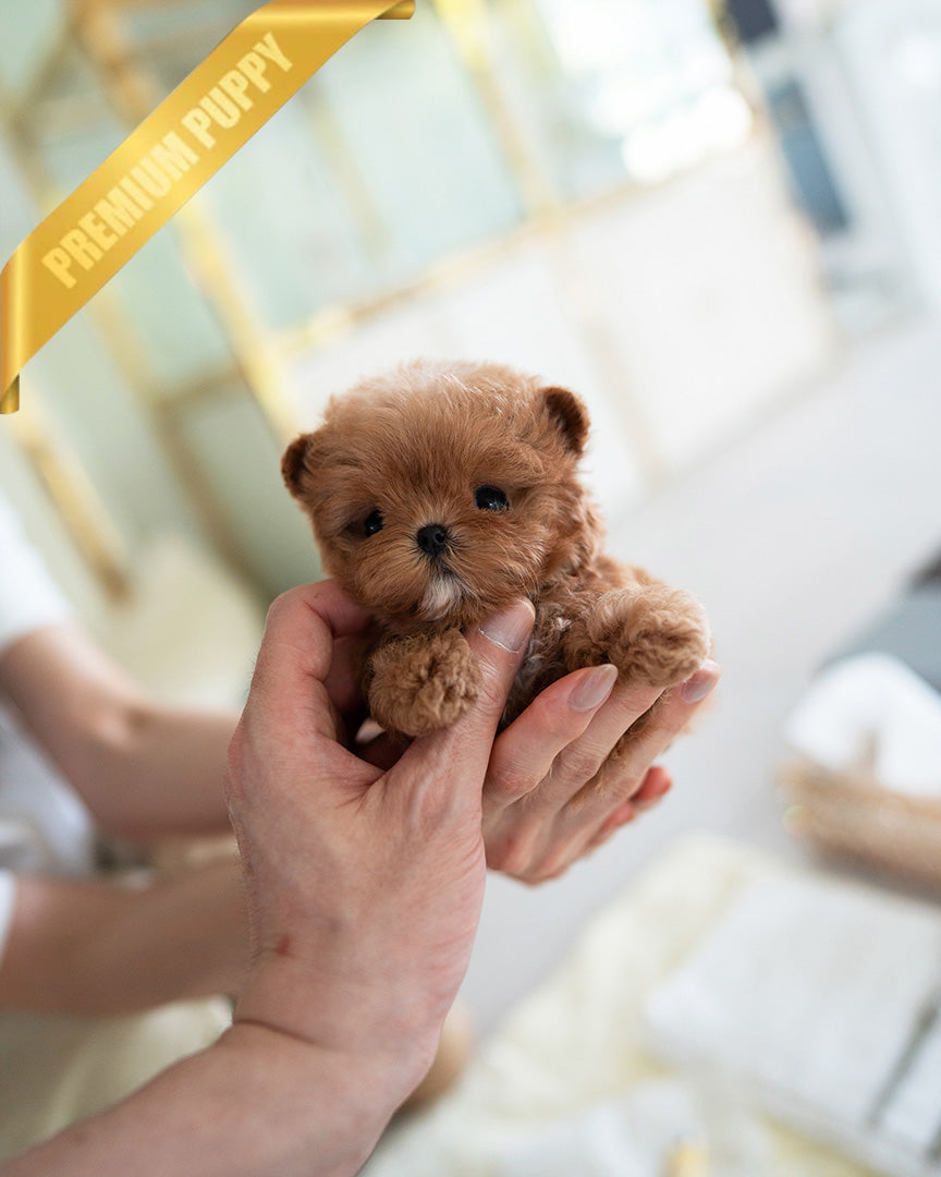 CHLOE - FEMALE (PURCHASED by AZIZ) - ROLLY TEACUP PUPPIES - TEACUP PUPPY FOR SALE