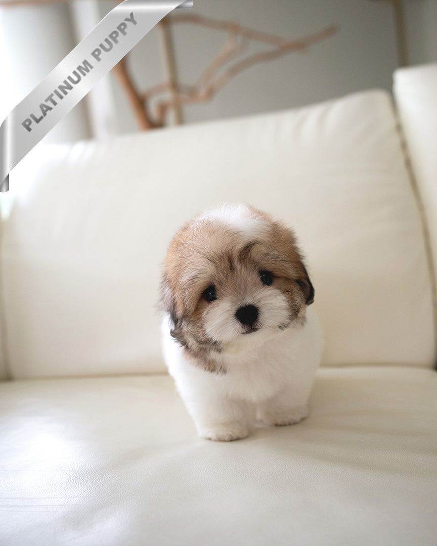 TAFFY - FEMALE (PURCHASED by DEDDY) - ROLLY TEACUP PUPPIES - TEACUP PUPPY FOR SALE