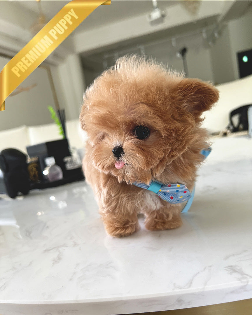 HUGO - MALE (RESERVED by GIMENA) - ROLLYPUPS OFFICIAL