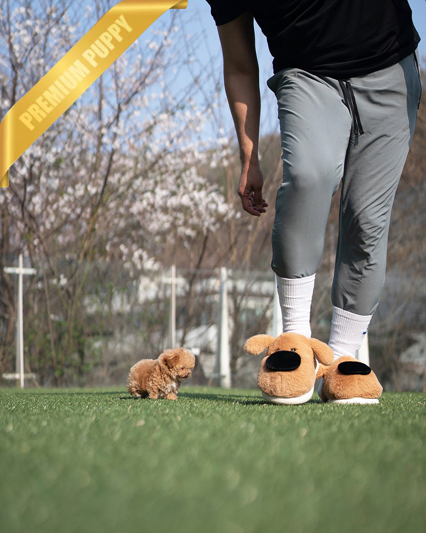 ROSE - FEMALE - ROLLY TEACUP PUPPIES - TEACUP PUPPY FOR SALE