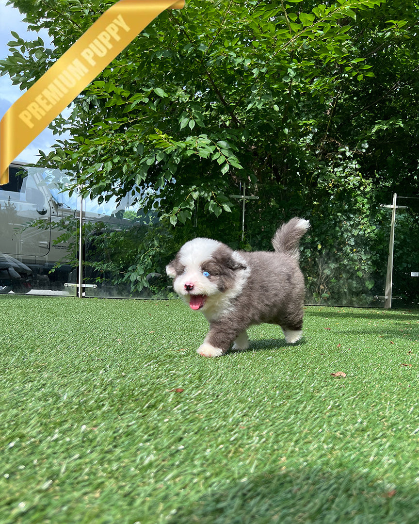 NOVA - FEMALE (PURCHASED by LIA) - ROLLY TEACUP PUPPIES - TEACUP PUPPY FOR SALE