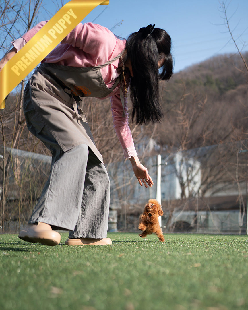 JESSICA - FEMALE (PURCHASED by MARIE) - ROLLY TEACUP PUPPIES - TEACUP PUPPY FOR SALE