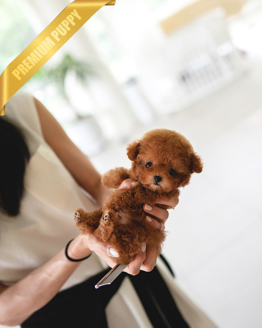 MILO - MALE (PURCHASED by LILIANA) - ROLLY TEACUP PUPPIES - TEACUP PUPPY FOR SALE