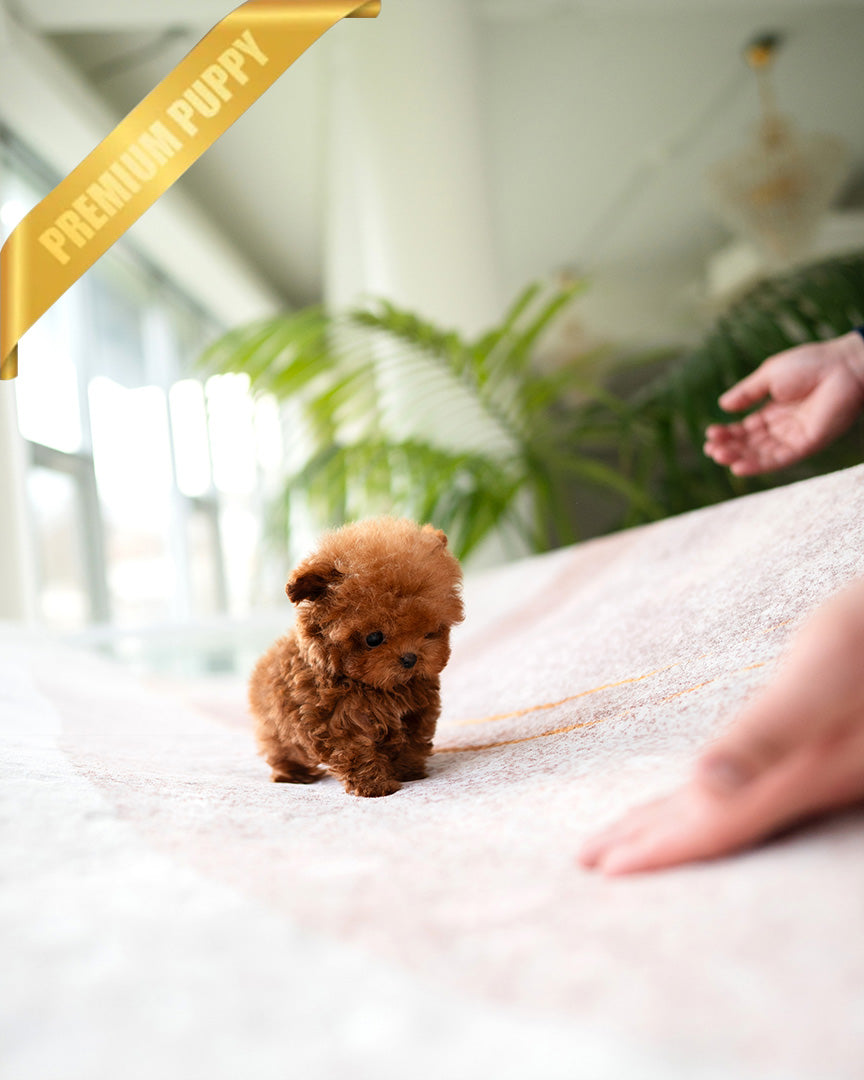 FELIX - MALE (PURCHASED by AHMAD) - ROLLY TEACUP PUPPIES - TEACUP PUPPY FOR SALE