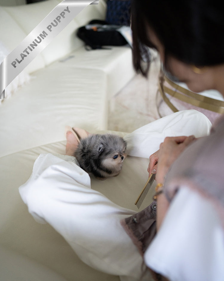 DIANA - FEMALE  (PURCHASED by TH) - ROLLY TEACUP PUPPIES - TEACUP PUPPY FOR SALE