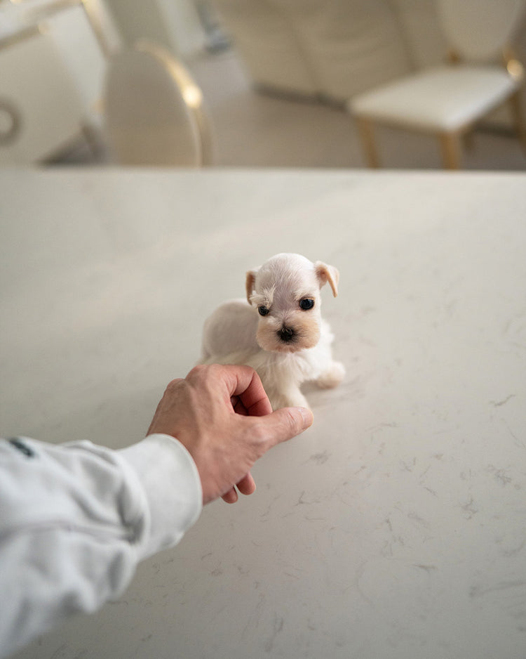 BIANCA - FEMALE (RESERVED by LOLA) - ROLLY TEACUP PUPPIES - TEACUP PUPPY FOR SALE