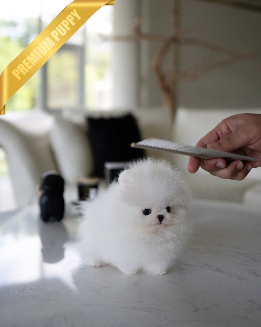 SNOWY - MALE (RESERVED by ISAAC) - ROLLY TEACUP PUPPIES - TEACUP PUPPY FOR SALE