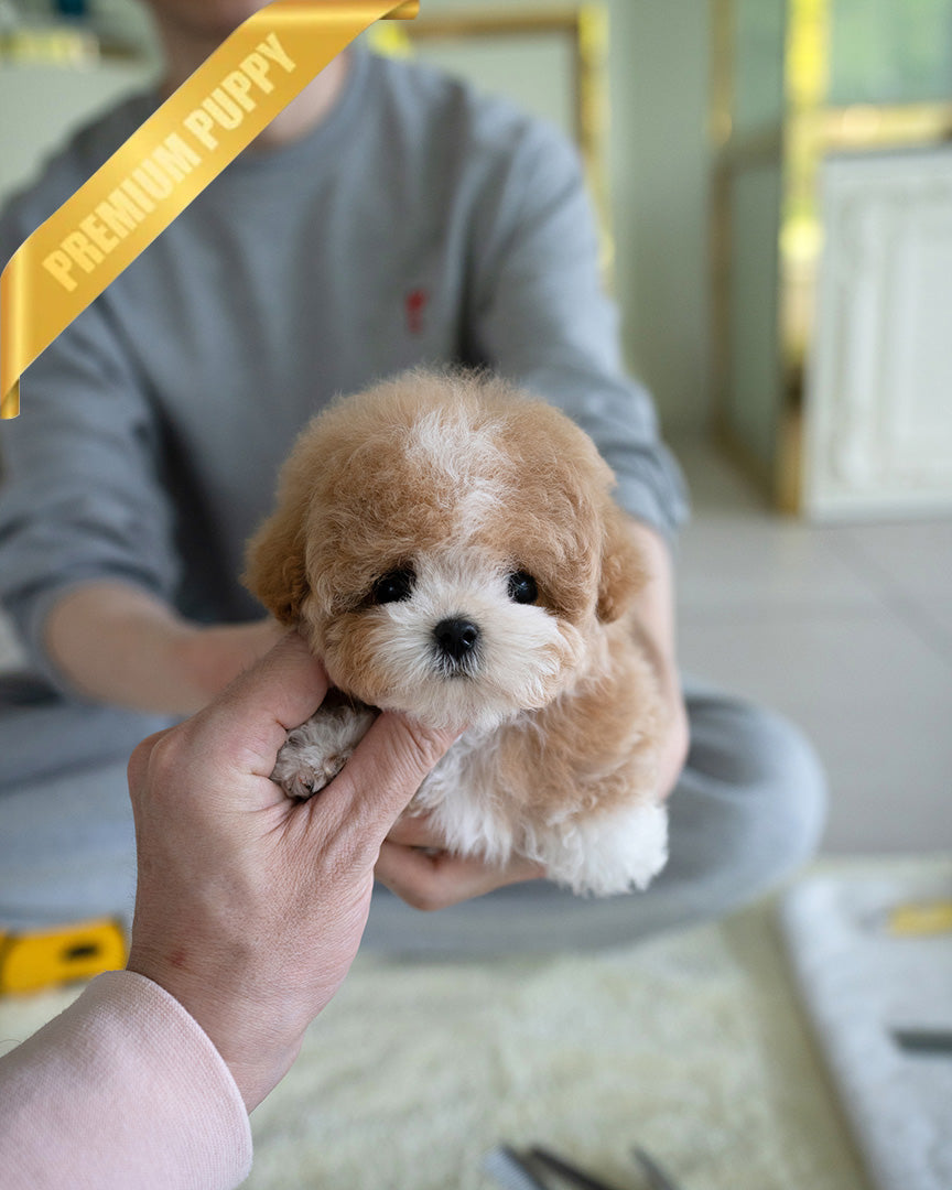 MARCO - MALE (PURCHASED by NAPAVILAI) - ROLLY TEACUP PUPPIES - TEACUP PUPPY FOR SALE