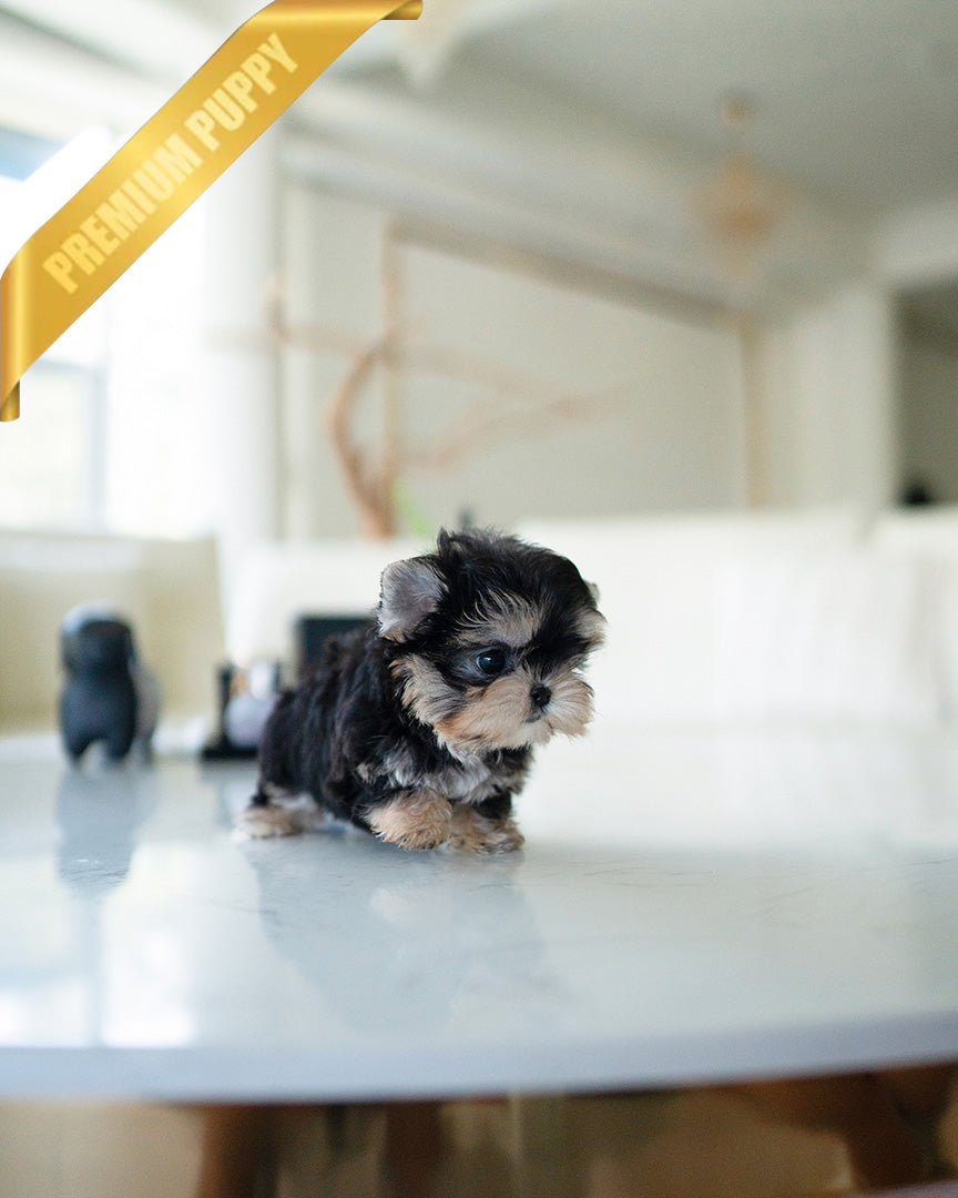 ROVER - MALE (PURCHASED by ITZIA) - ROLLYPUPS OFFICIAL