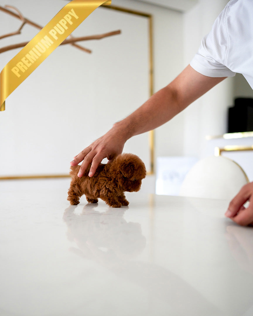 VELVET - FEMALE (PURCHASED by GUILHERME) - ROLLY TEACUP PUPPIES - TEACUP PUPPY FOR SALE