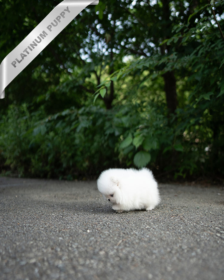 KYLE - MALE - ROLLY TEACUP PUPPIES - TEACUP PUPPY FOR SALE
