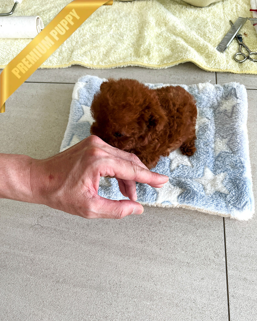 TORY - MALE (PURCHASED by ALICE) - ROLLY TEACUP PUPPIES - TEACUP PUPPY FOR SALE