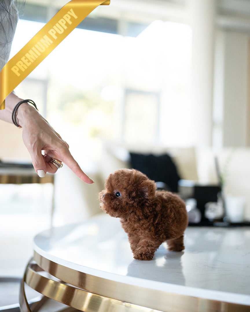 JESSICA - FEMALE (PURCHASED by ZHE) - ROLLYPUPS OFFICIAL