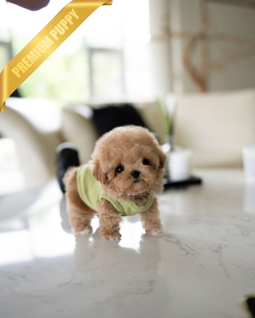 MONTY - MALE (PURCHASED by RT) - ROLLY TEACUP PUPPIES - TEACUP PUPPY FOR SALE