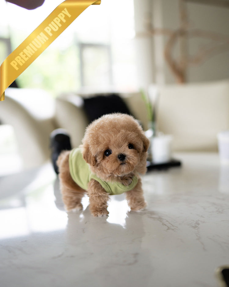 MONTY - MALE (PURCHASED by RT) - ROLLY TEACUP PUPPIES - TEACUP PUPPY FOR SALE