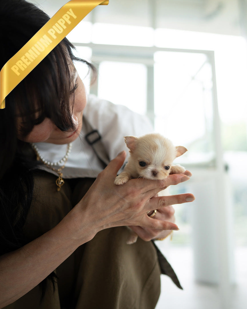 LOLA - FEMALE (PURCHASED by BETH) - ROLLY TEACUP PUPPIES - TEACUP PUPPY FOR SALE