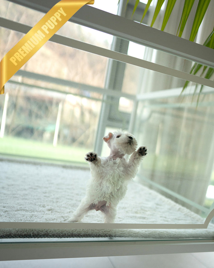 NOVA - FEMALE (RESERVED by NOUF) - ROLLYPUPS OFFICIAL -