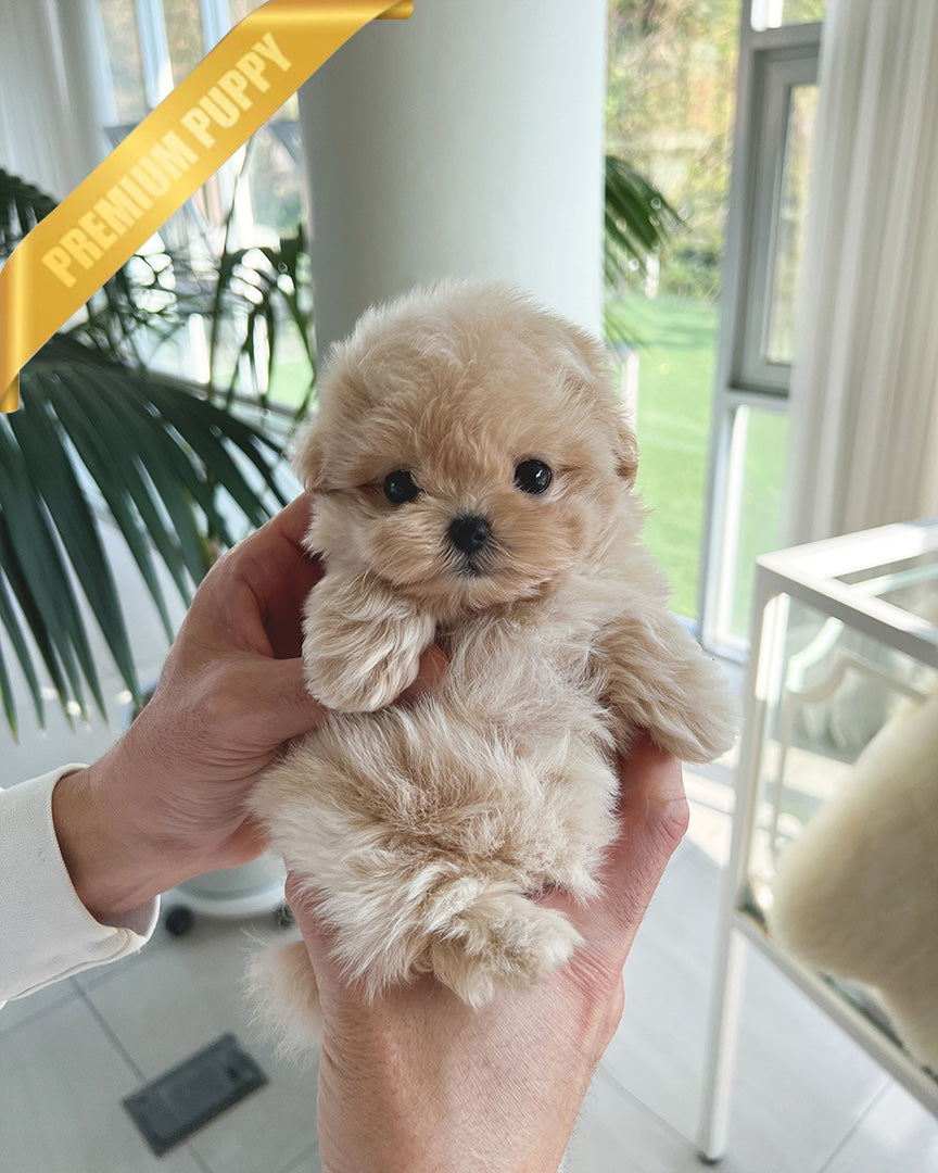 ZOEY - FEMALE - ROLLYPUPS OFFICIAL