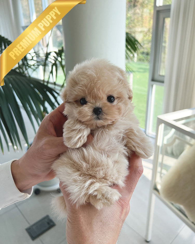 ZOEY - FEMALE - ROLLYPUPS OFFICIAL