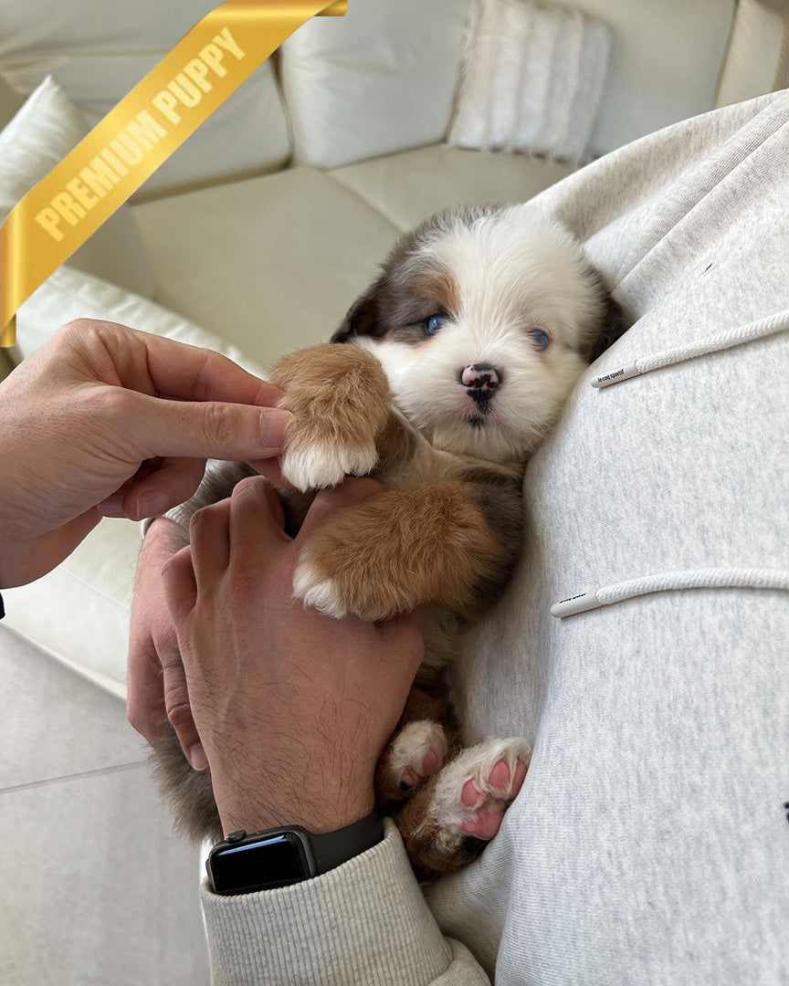 NOVA - FEMALE (PURCHASED by ANDREA) - ROLLY TEACUP PUPPIES - TEACUP PUPPY FOR SALE