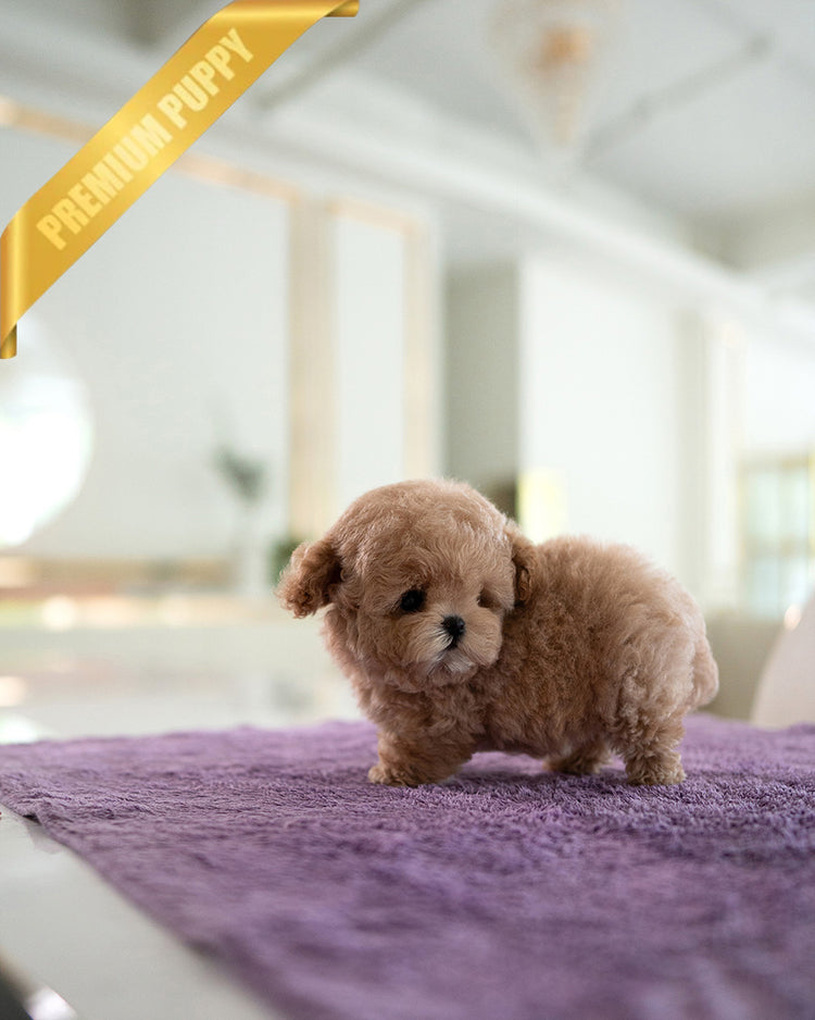 LALA - FEMALE (PURCHASED by LEE) - ROLLY TEACUP PUPPIES - TEACUP PUPPY FOR SALE