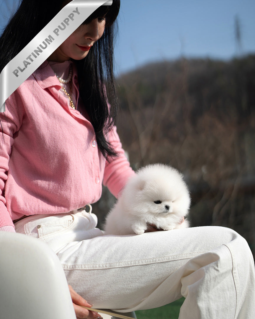 MOCHI - FEMALE (PURCHASED by KIMBERLY) - ROLLY TEACUP PUPPIES - TEACUP PUPPY FOR SALE