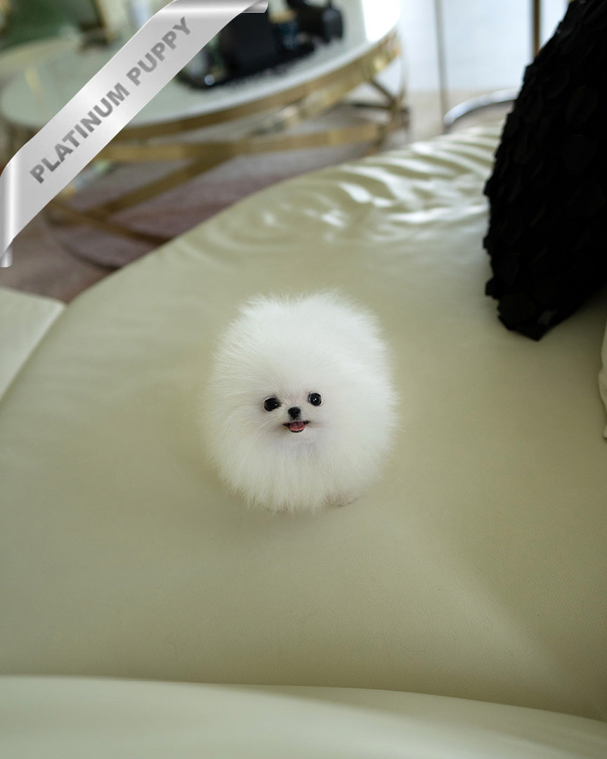 MOCHI - FEMALE (PURCHASED by LILLIANE) - ROLLY TEACUP PUPPIES - TEACUP PUPPY FOR SALE