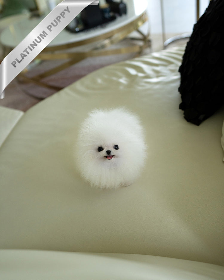 MOCHI - FEMALE (PURCHASED by LILLIANE) - ROLLY TEACUP PUPPIES - TEACUP PUPPY FOR SALE