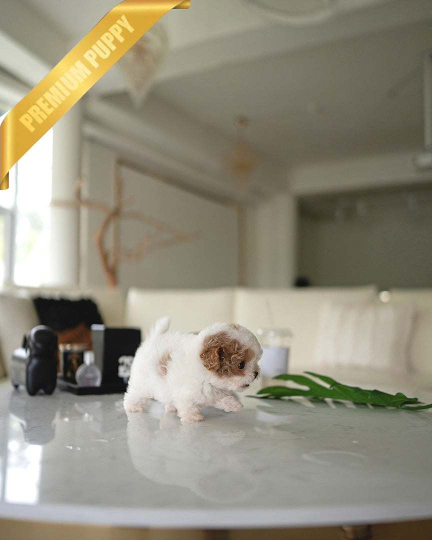 BAMBI - FEMALE (RESERVED by RT) - ROLLY TEACUP PUPPIES - TEACUP PUPPY FOR SALE