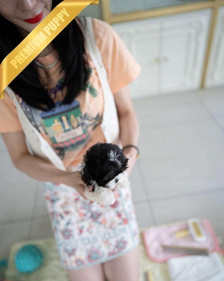 STELLA - FEMALE (PURCHASED by KIM) - ROLLY TEACUP PUPPIES - TEACUP PUPPY FOR SALE