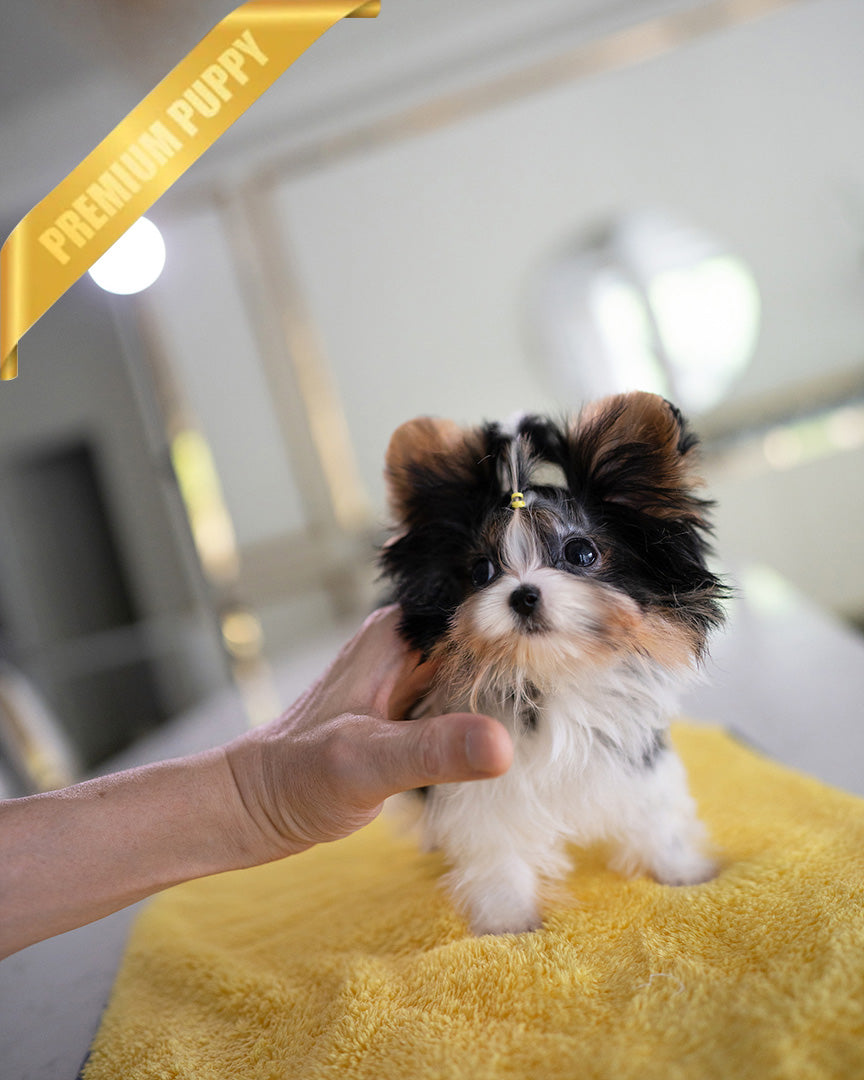 MILO - MALE (PURCHASED by ASHLEY) - ROLLY TEACUP PUPPIES - TEACUP PUPPY FOR SALE