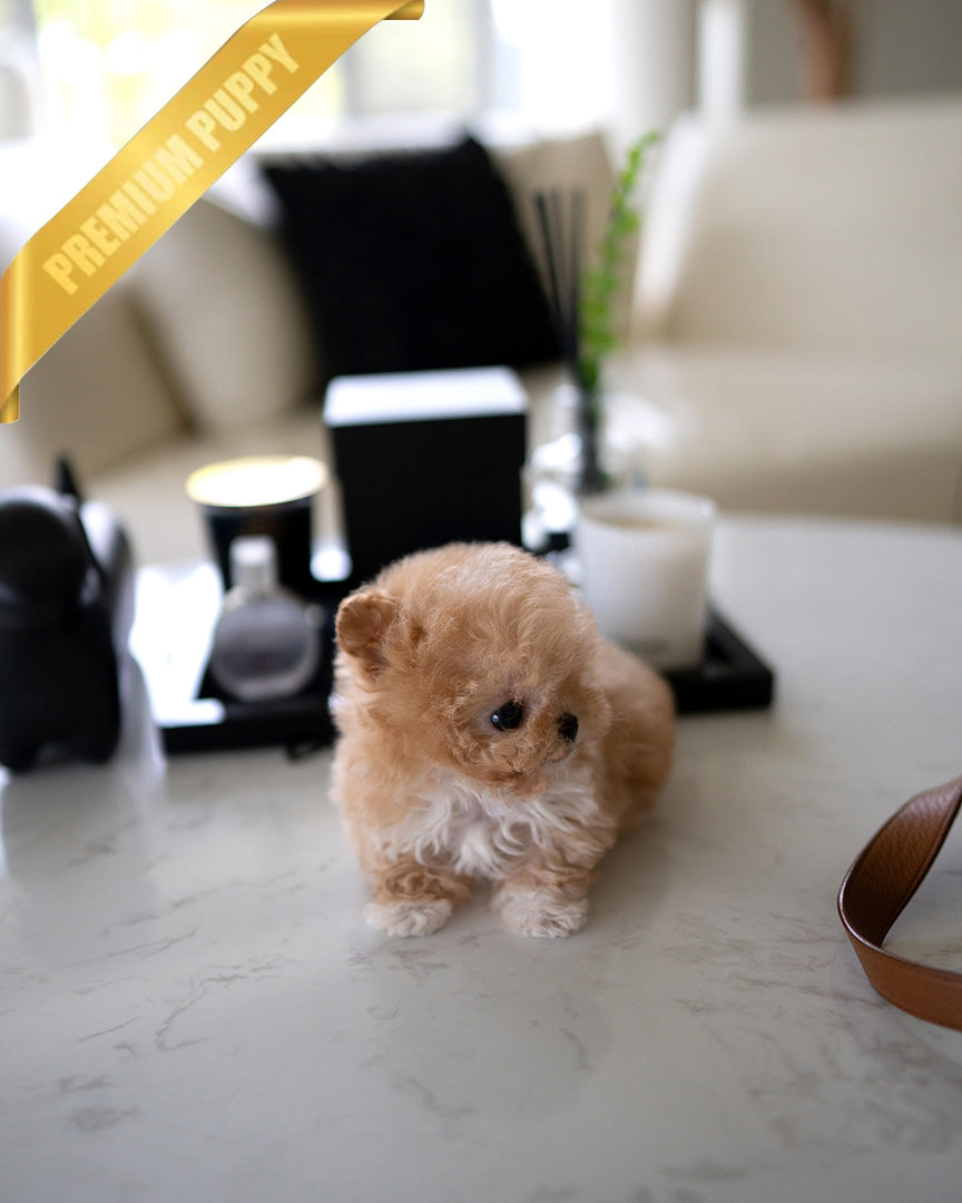 GIGI - FEMALE (PURCHASED by HANAN) - ROLLY TEACUP PUPPIES - TEACUP PUPPY FOR SALE