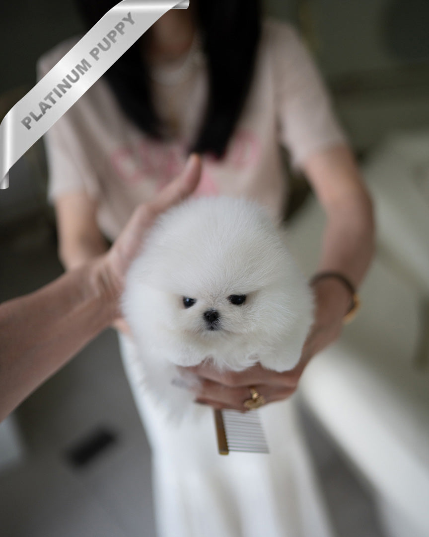 PUFFIN - FEMALE (PURCHASED by LILLIANE) - ROLLY TEACUP PUPPIES - TEACUP PUPPY FOR SALE