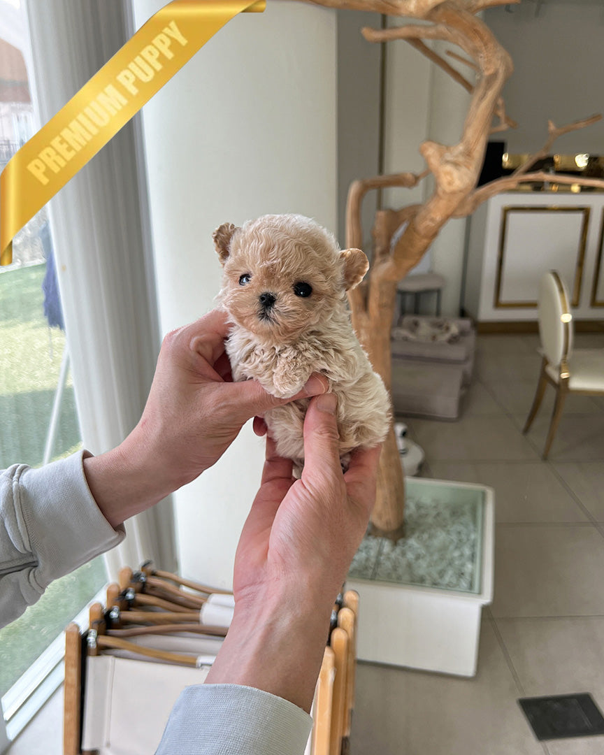 EWAN - MALE (RESERVED by SHALMOR) - ROLLY TEACUP PUPPIES - TEACUP PUPPY FOR SALE
